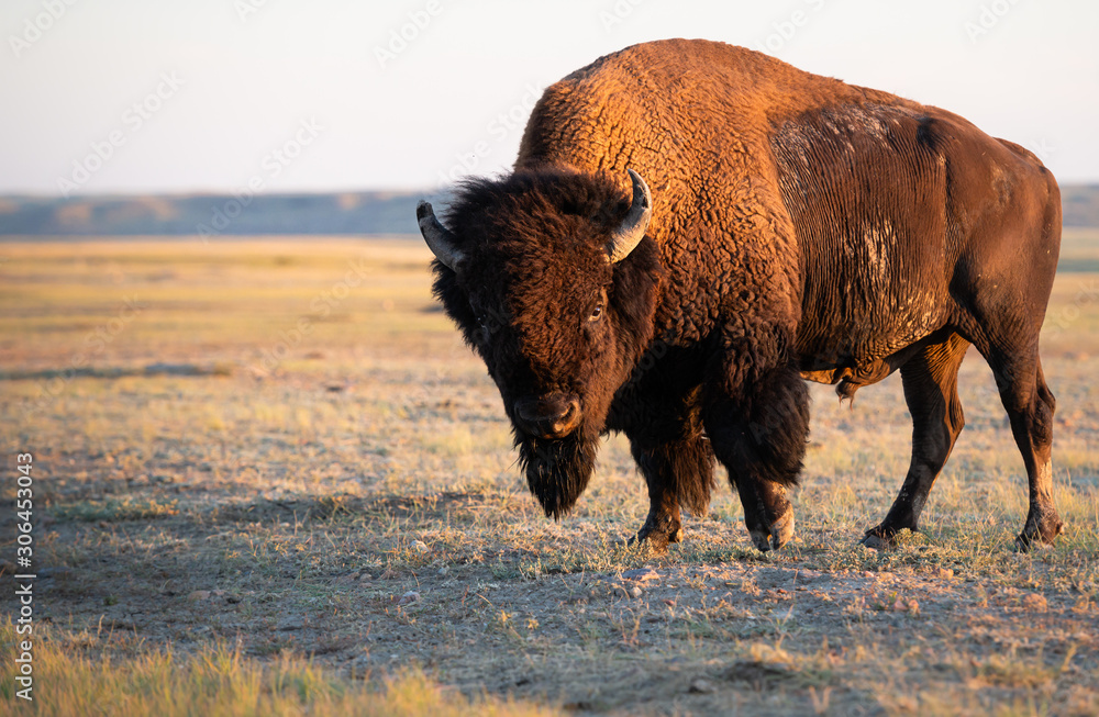 Bison in the prairies Bison in the prairies