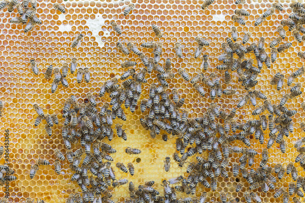 Abstract hexagon structure is honeycomb from bee hive filled with golden honey. Bees working on honey comb filled with honey. Bees on honey comb, closeup. Abstract hexagon structure is honeycomb from bee hive filled with golden honey. Bees working on honey comb filled with honey. Bees on honey comb, closeup.