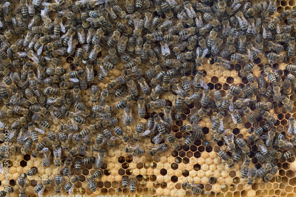Bees work on a wax cell with larvae. honeycomb with small larvae of bees. Apis mellifera worker are in honey bee colony they foraging food for bee larva. Hardworking Bees on Honeycomb in Apiary Bees work on a wax cell with larvae. honeycomb with small larvae of bees. Apis mellifera worker are in honey bee colony they foraging food for bee larva. Hardworking Bees on Honeycomb in Apiary
