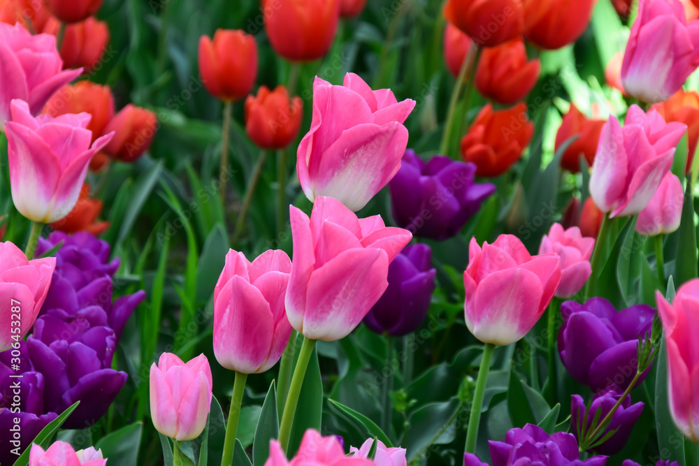  Colorful tulips  flowers background