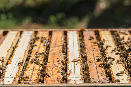 Bees on the honeycomb, top view. Honey cell with bees. Apiculture. Apiary. Wooden beehive and bees. beehive with honey bees, frames of the hive, top view.