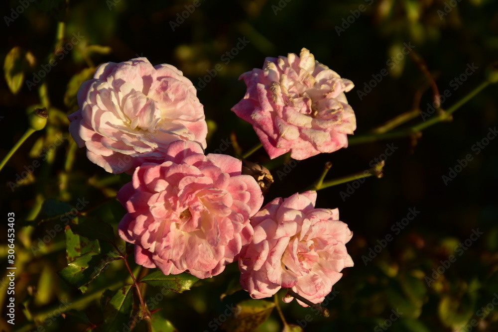 Pink Roses in the garden