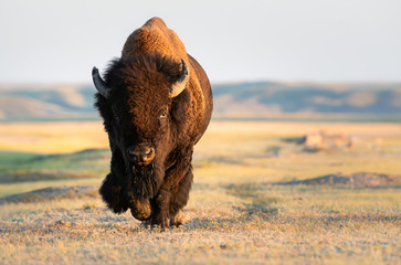 Fototapete Büffel Bison in weiter Prärielandschaft  © Jillian