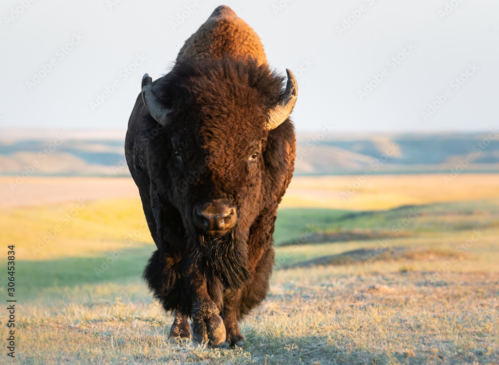 Bison in the prairies