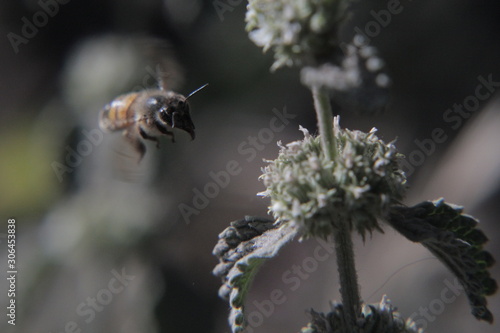 abeja volando en flor menta © Sergio Peña y Lillo
