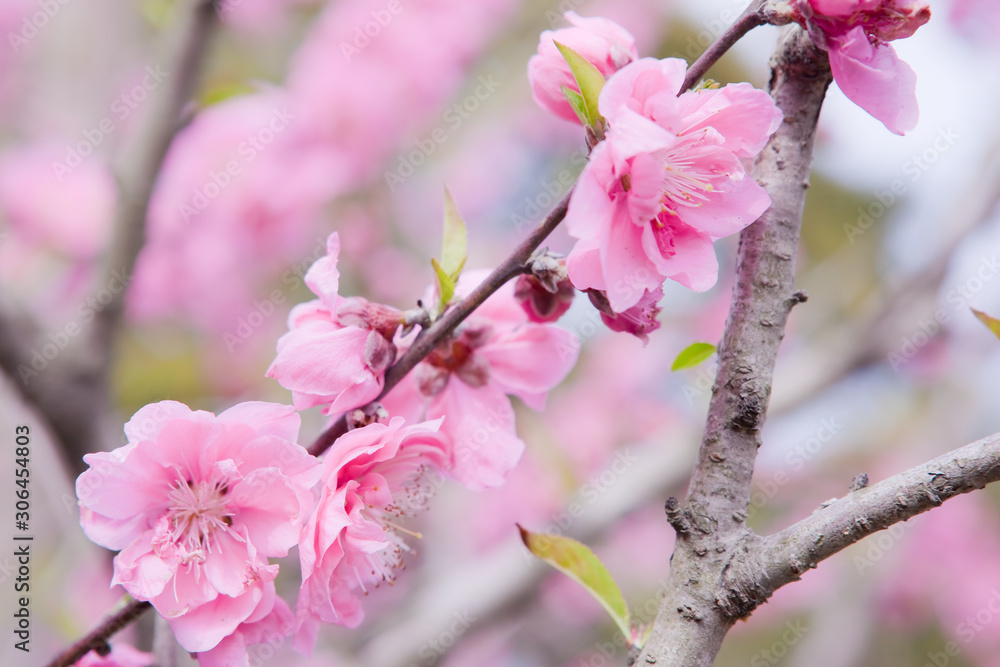 Obraz premium ピンクの花桃