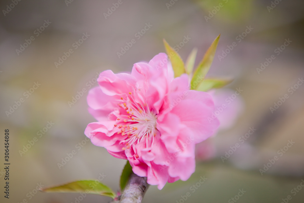 ピンクの花桃	