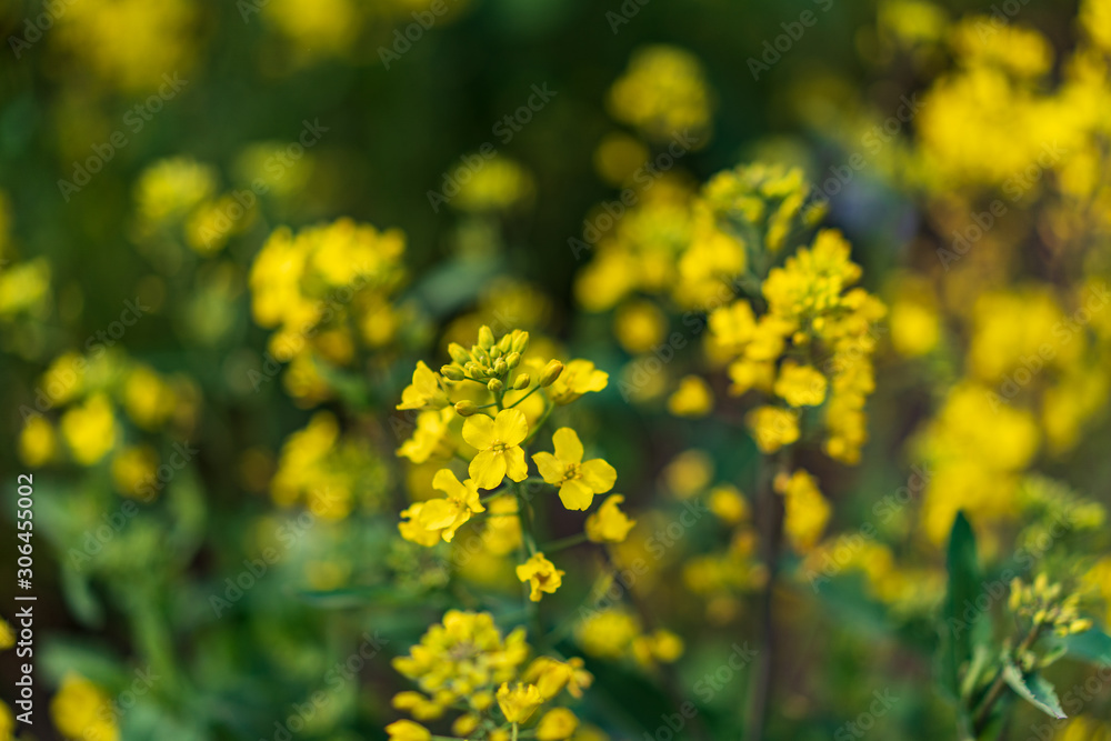 Fototapeta premium field of yellow flowers