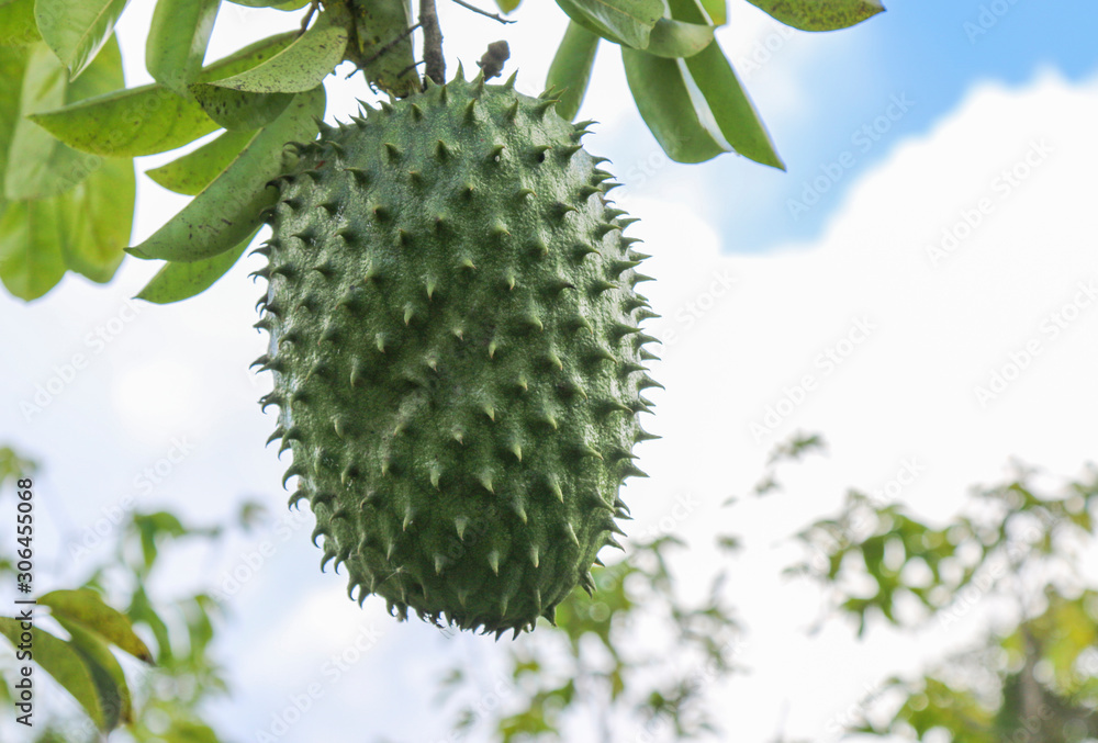 Green Soursop Fruit Isolated on Plantation Green Soursop Fruit Isolated on Plantation