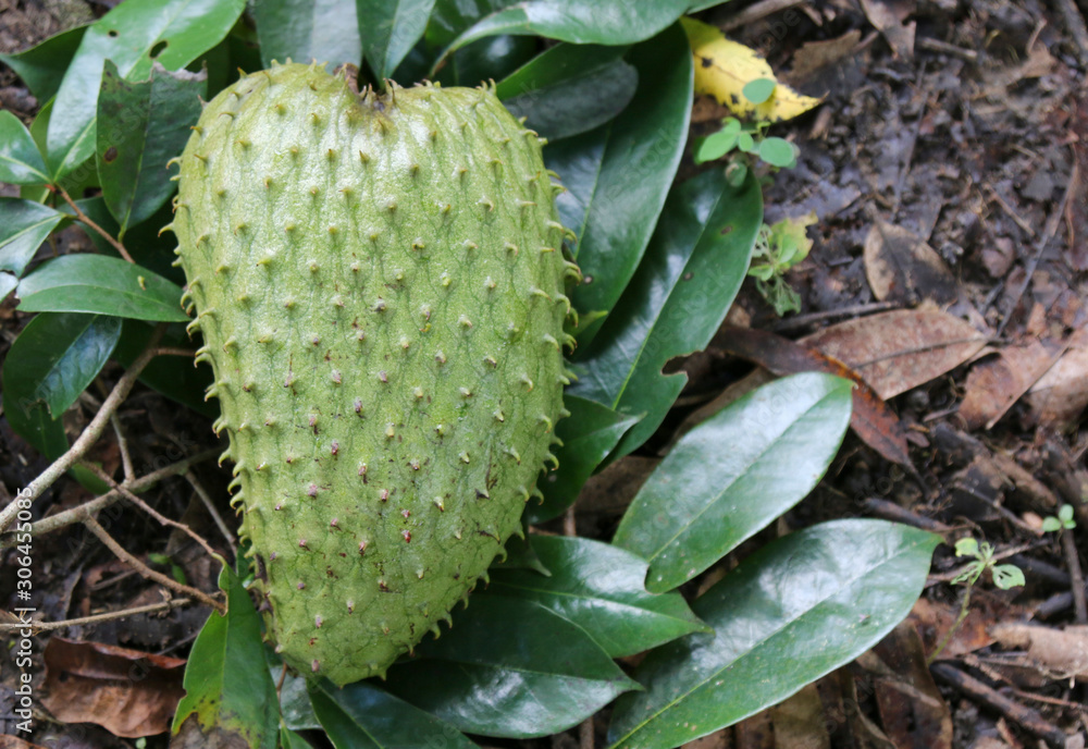 Green Soursop Tropical Fruit Isolated Green Soursop Tropical Fruit Isolated