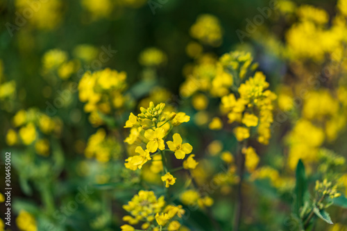 field of yellow flowers