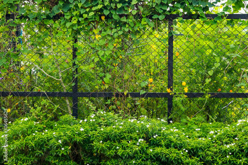 Fence with green leave for background.