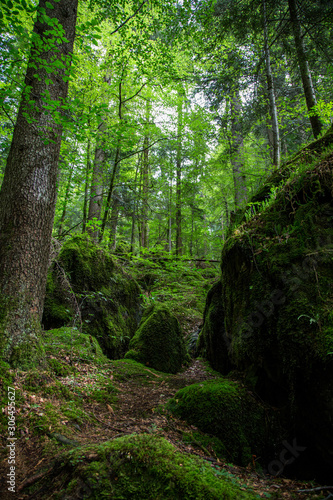 Wald Wild Natur