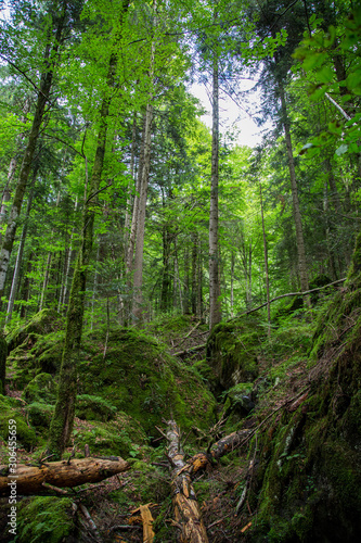 Fototapeta Naklejka Na Ścianę i Meble -  Wald Wild Natur