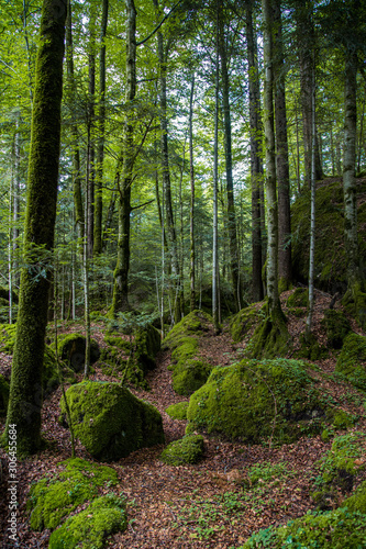 Wald Wild Natur