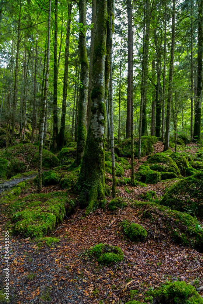 Wald Wild Natur