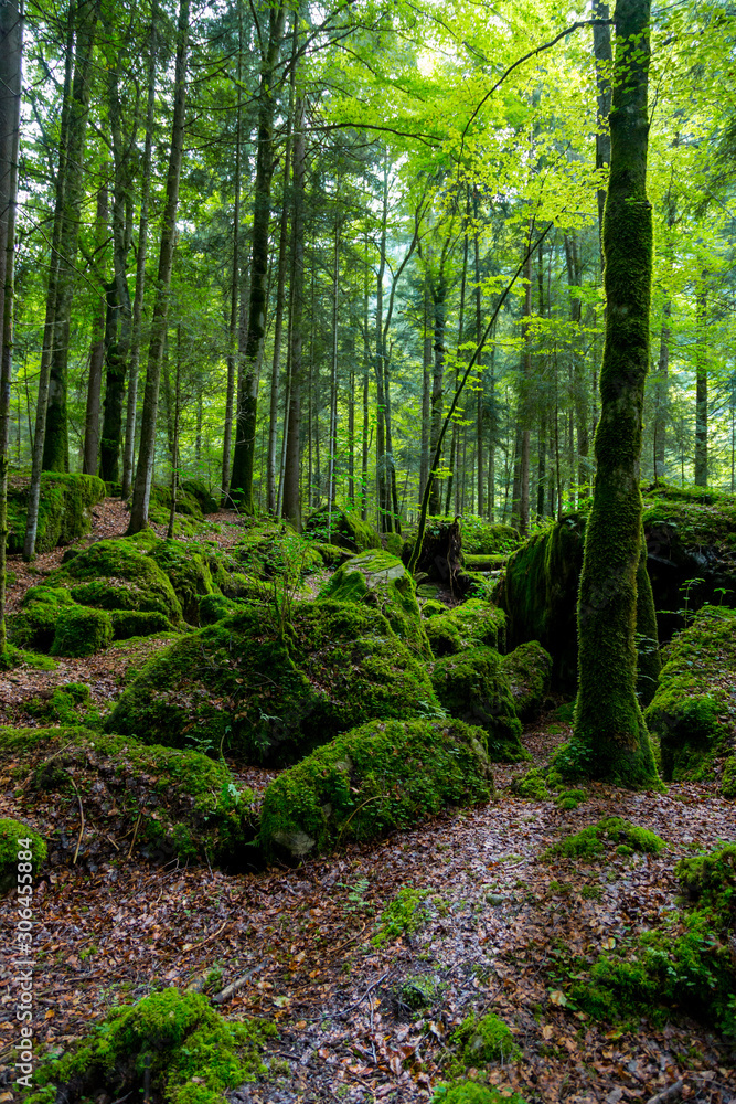 Fototapeta premium Wald Wild Natur