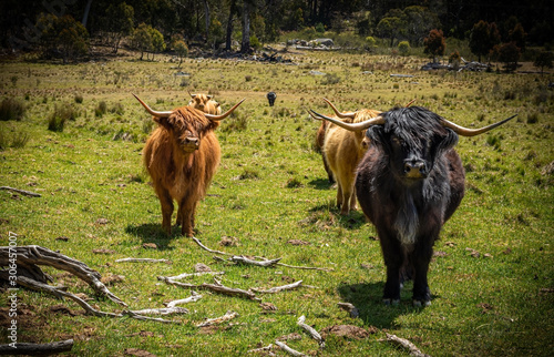 Scottish highlander cows photo