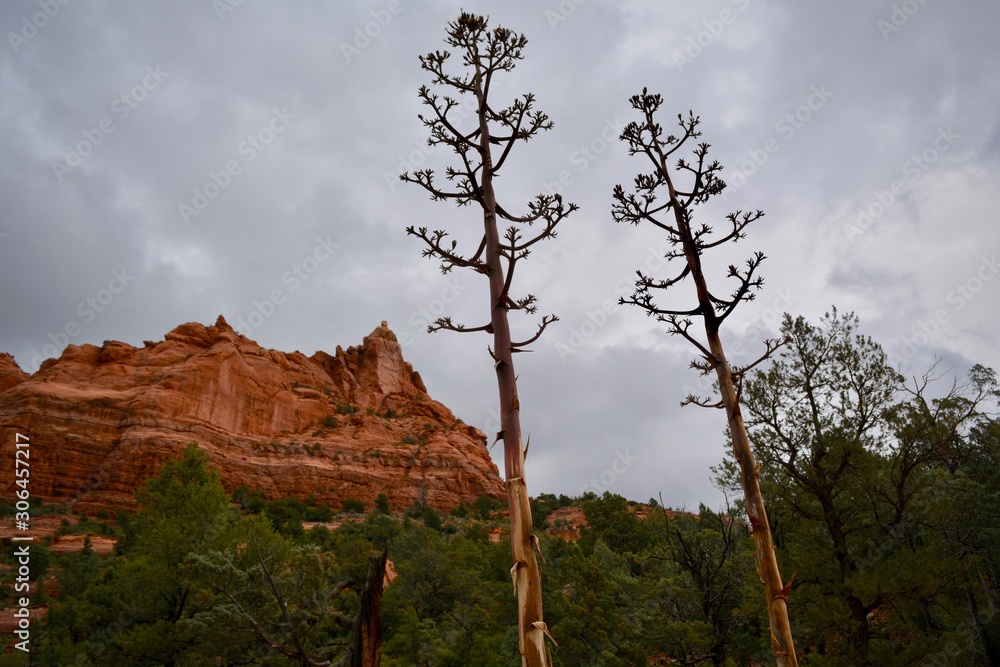 Sedona Arizona Landscape Century Plant Bloom Sedona Arizona Landscape Century Plant Bloom