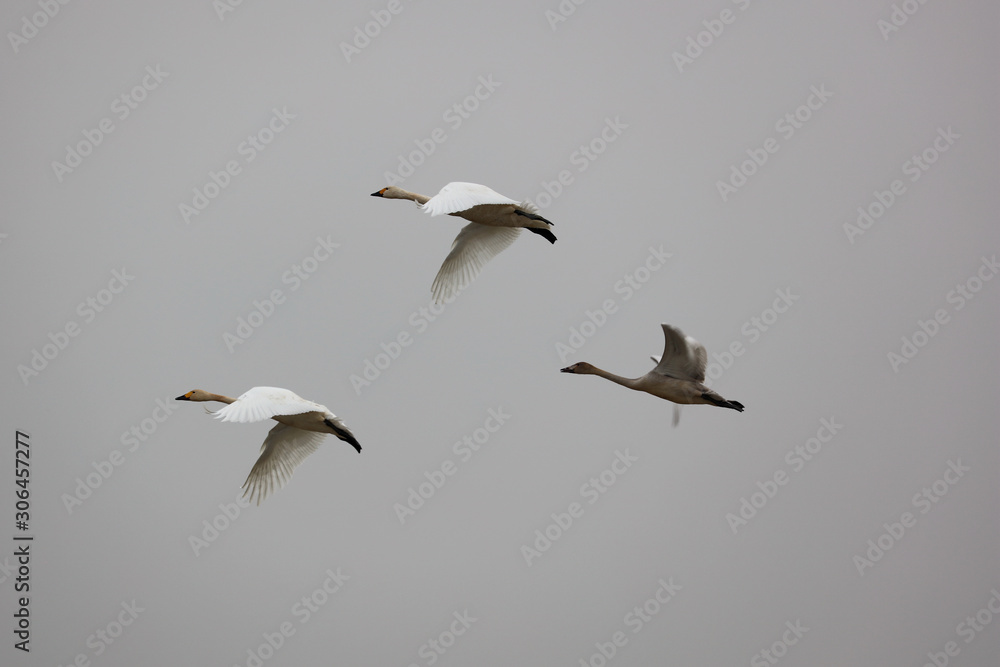 Obraz premium Flying swans winter in China's inner lakes