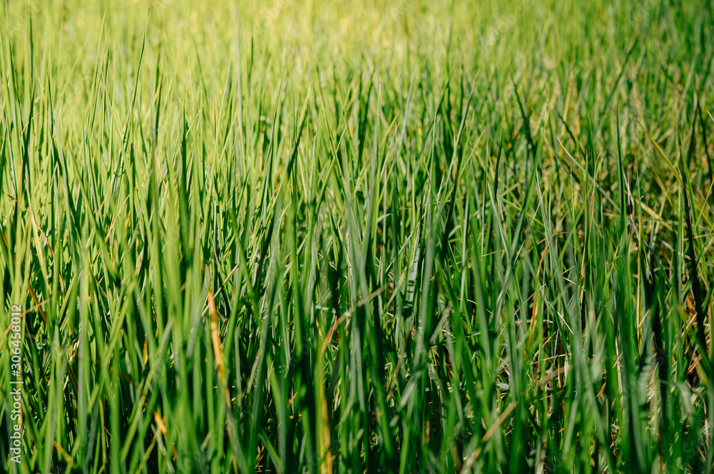Newly planted fields There are green and insects. Newly planted fields There are green and insects.
