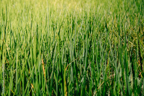 Newly planted fields There are green and insects.