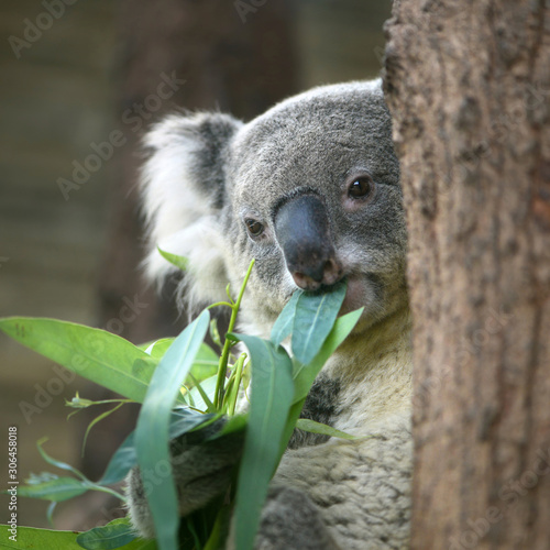 Australia Cute Koala Bear eating Eucalyptus leaf on tree