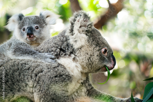 Fototapeta Naklejka Na Ścianę i Meble -  Australia Baby Koala Bear and mom eating Eucalyptus leaf