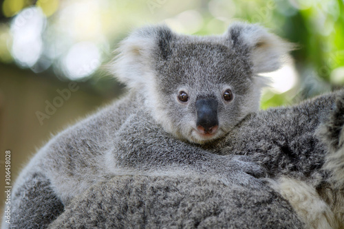 Australia Baby Koala Bear head on mom back