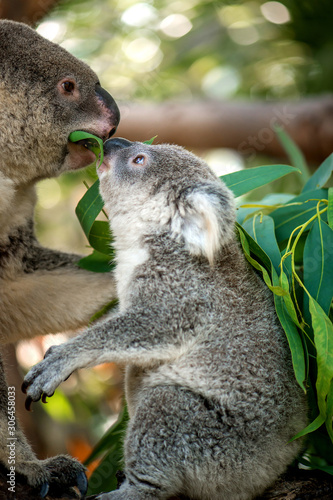 Canvas Print Australia Baby Koala Bear and mom eating Eucalyptus leaf