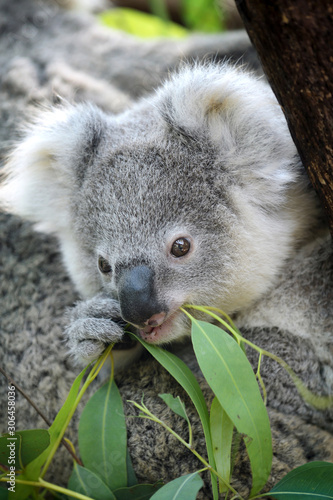 Photography Australia Cute Baby Koala Bear eating Eucalyptus leaf on tree