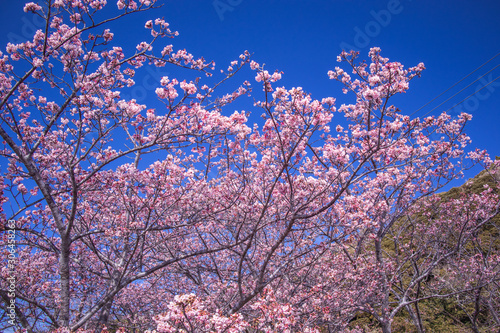 Cherry blossoms called ”Ganchou Sakura"