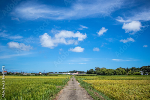 Chiba Prefecture  Minami Boso  Summer countryside