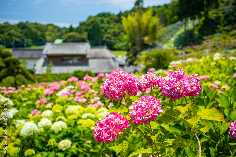 Hydrangea in full bloom