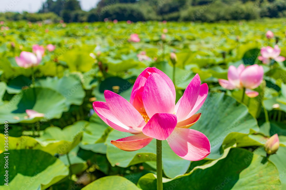 古代大賀蓮の花