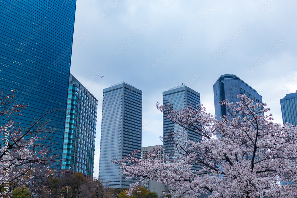 Obraz premium The urban scenery and Cherry blossoms