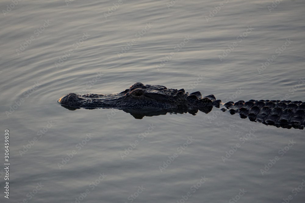 Naklejka premium Alligator