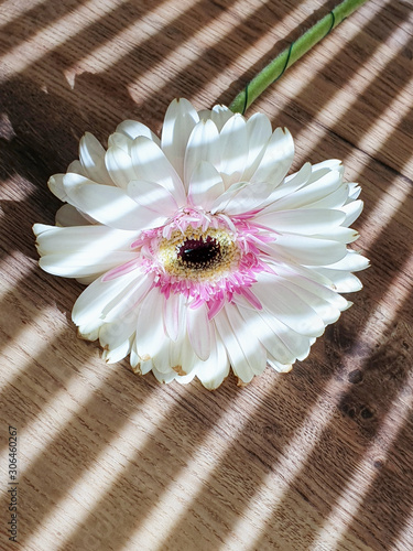 white gerbera flower nature phtotography photo