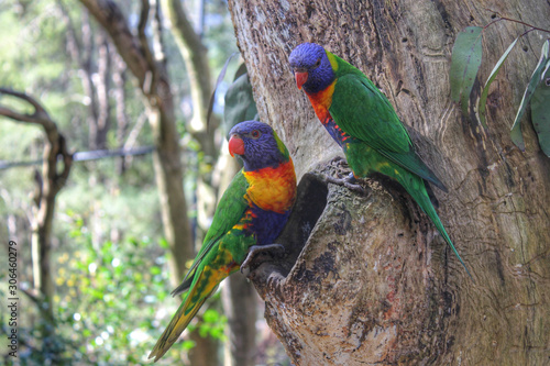 Billede på lærred rainbow lorikeet in tree wildlife photography