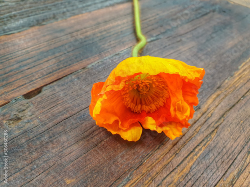 poppy flower wood table nature photography photo