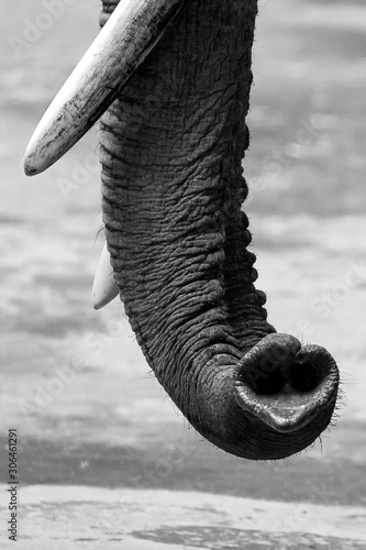 Elefant Rüssel photo