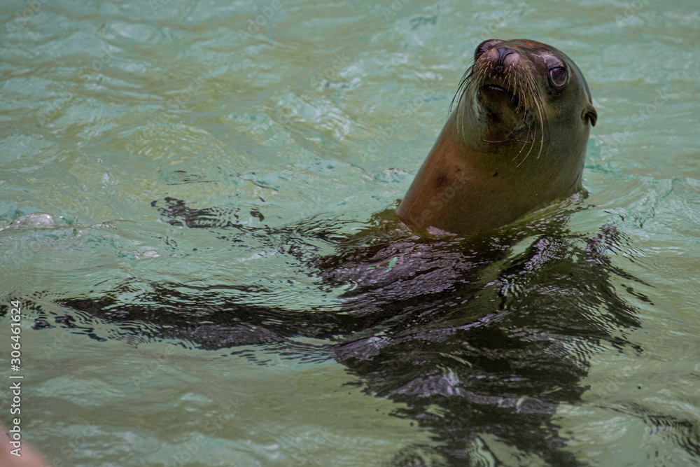 Obraz premium Seelöwe in Wasser