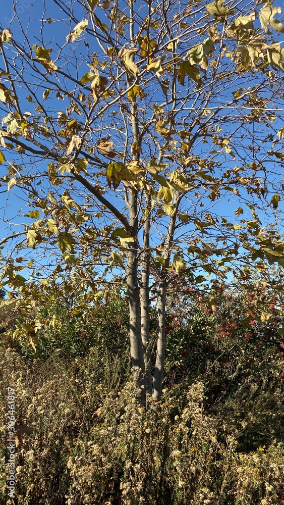 Fototapeta premium tree in autumn