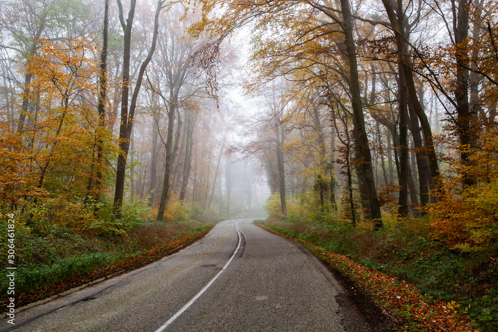 beautiful foggy forest in autumn