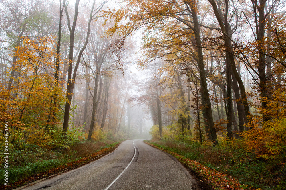 beautiful foggy forest in autumn beautiful foggy forest in autumn