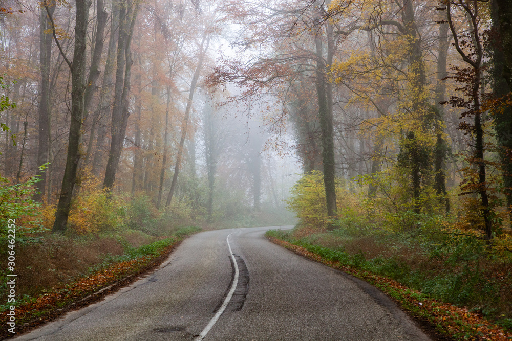 beautiful foggy forest in autumn