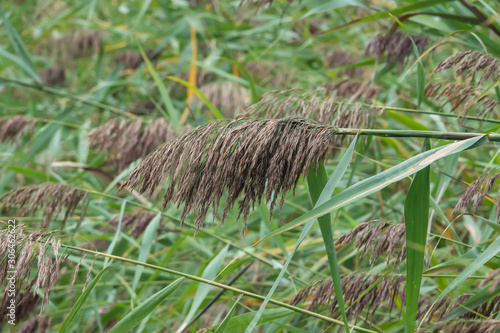 Phragmites Flowers in Bloom in Summer