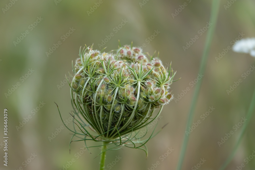 Wild Carrot Fruits in Summer Wild Carrot Fruits in Summer