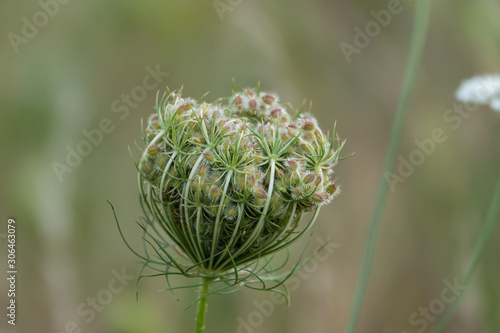 Wild Carrot Fruits in Summer