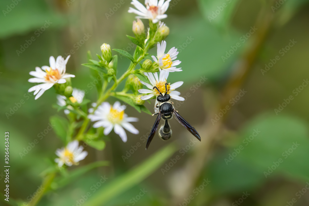 Fraternal Potter Wasp on Aster Flowers Fraternal Potter Wasp on Aster Flowers